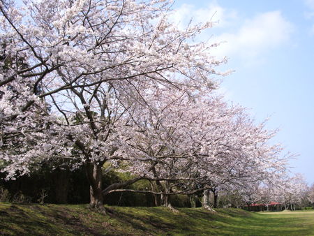 大房岬　桜