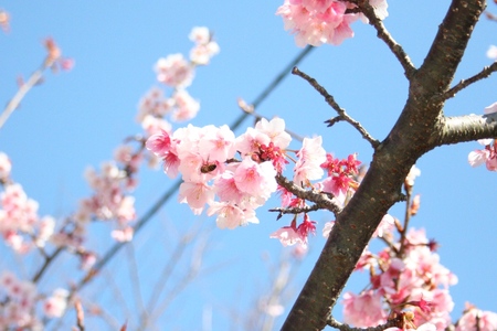 抱湖園　桜
