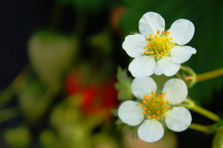 苺の白い花