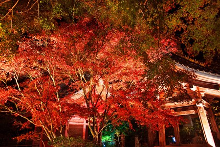 ライトアップされた紅葉の小松寺