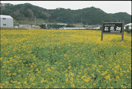和田浦のお花畑