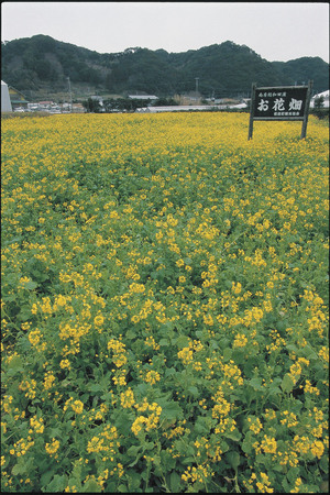 和田の菜の花畑