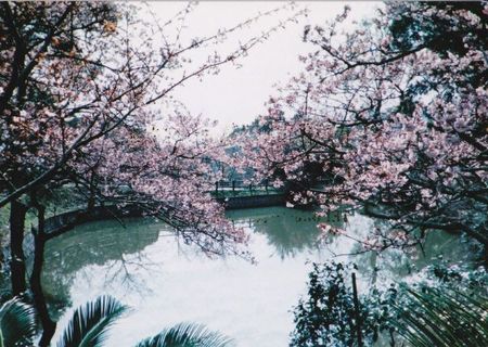 抱湖園の元朝桜