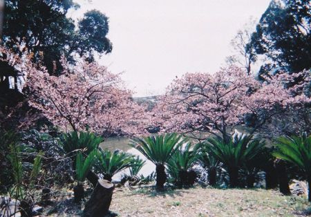 抱湖園の元朝桜