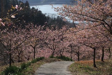 頼朝桜満開のハイキングコース