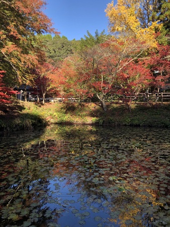 小松寺の秋